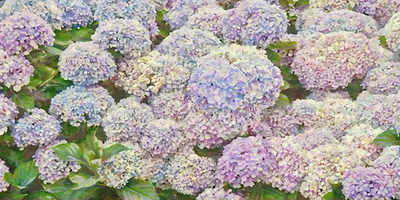 Фреска Applico, коллекция Flora