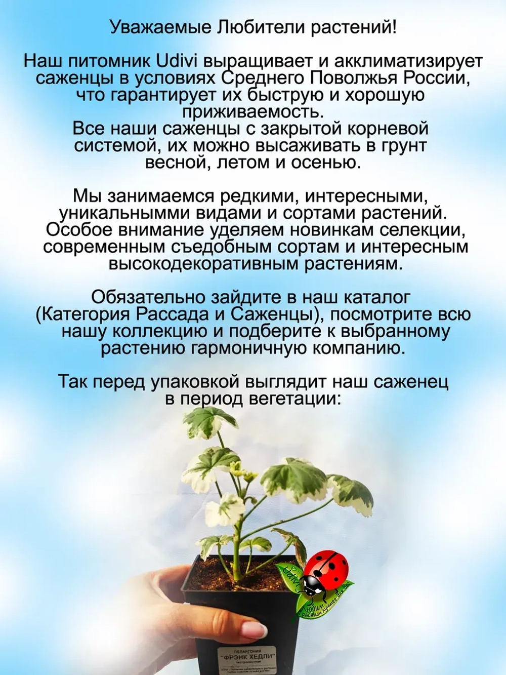 Пеларгония Фрэнк Хедли герань пёстролистная