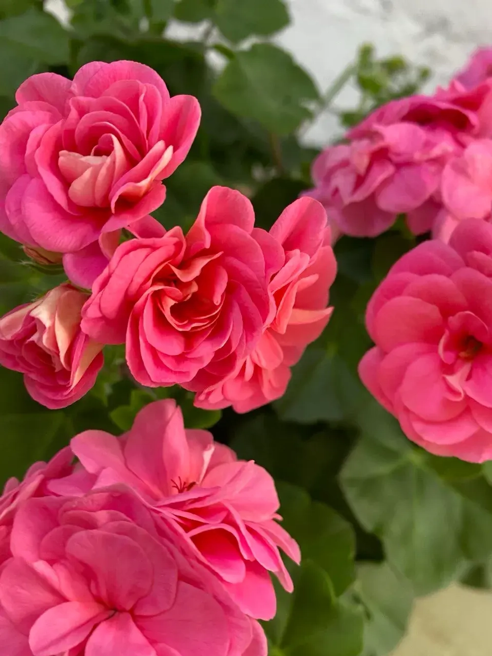 Пеларгония плющелистная PAC Pink Sybil