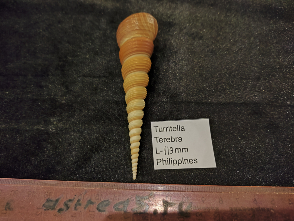 Туррителла Теребра 110-130мм