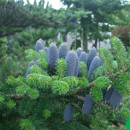 Пихта корейская (ком) 100-120