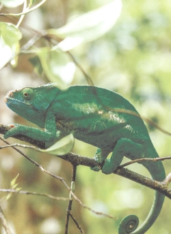 ЭНЦИКЛОПЕДИЯ ДЛЯ ДЕТЕЙ новые. НАШИ ЛЮБИМЫЕ ПИТОМЦЫ