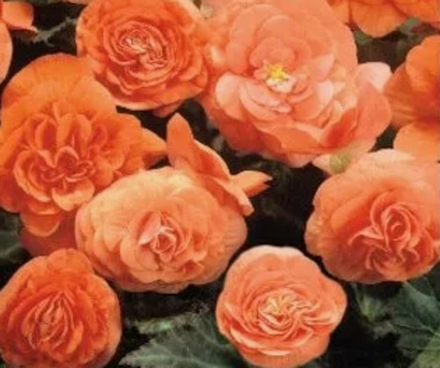 Бегония клубневая Нон Стоп Априкот март-апрель 26