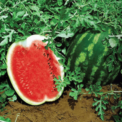 Рубикон F1 семена арбуза (Гавриш)