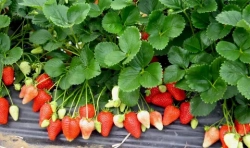 Земляника садовая Альба НФ 311 Р9 Закупка М65 май-июнь 2026