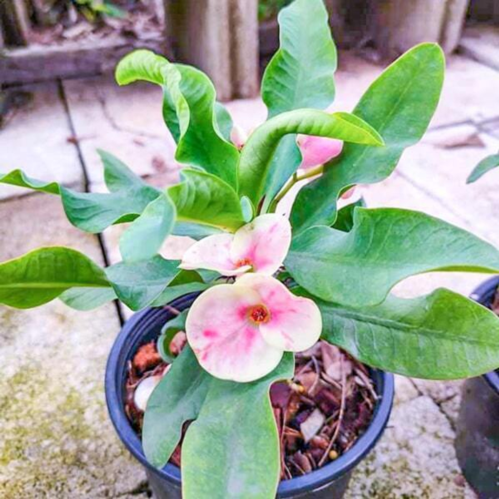 Эуфорбия Миля LOOK PETCH PETAI