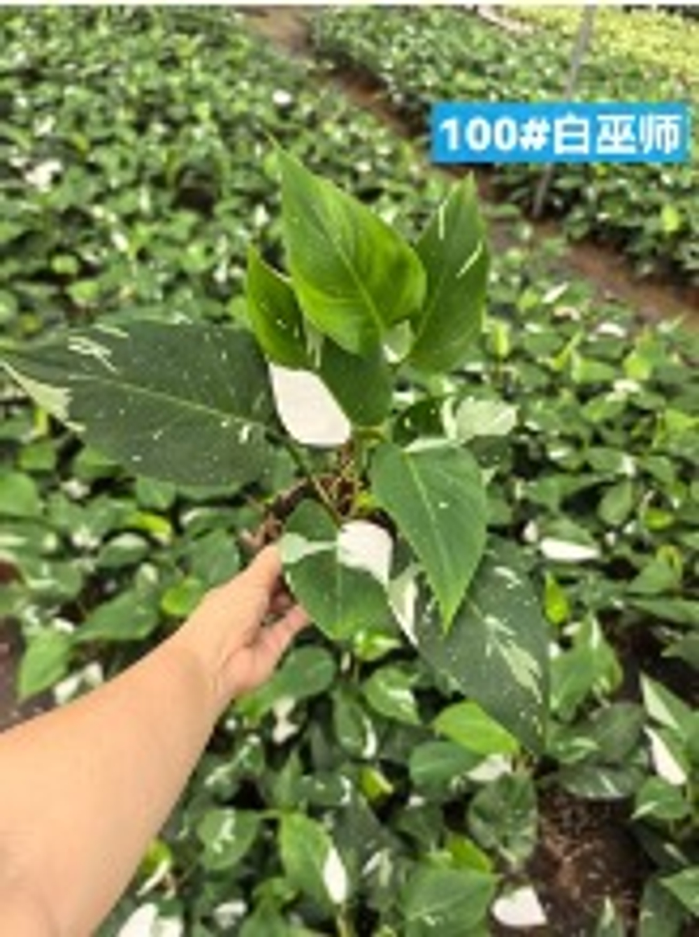 Филодендрон White Wizardд.10