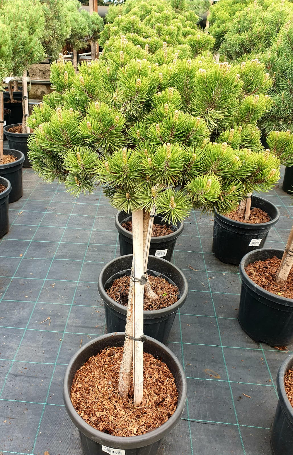 Сосна муго мопс лилипут компакт