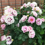 Роза Айс фо Ю