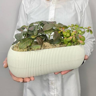 Фиттония в кашпо