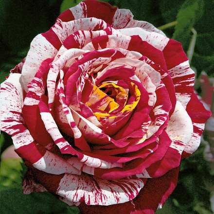 Роза чайно-гибридная Бест Импрэшшен