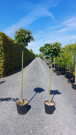 Клен остролистный Глобозум штамб Закупка М66 апрель 2026