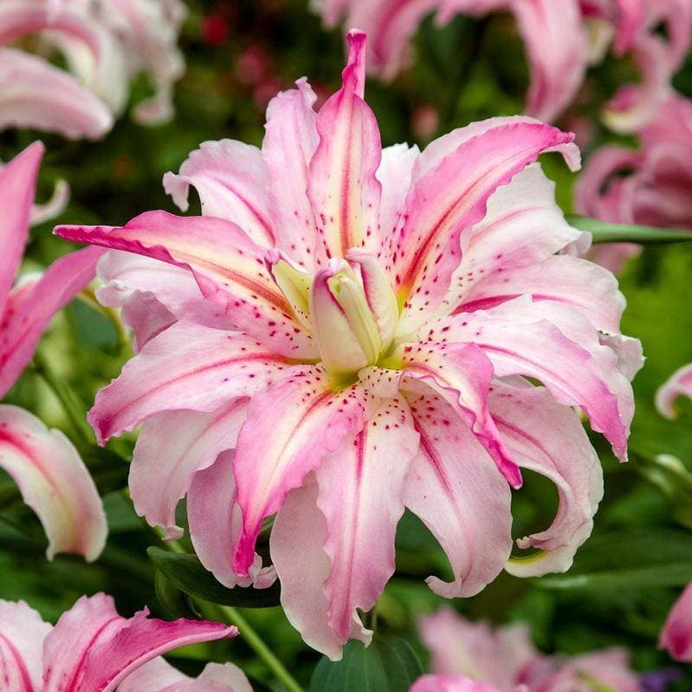 Лилия Брокен Харт луковица март 2026