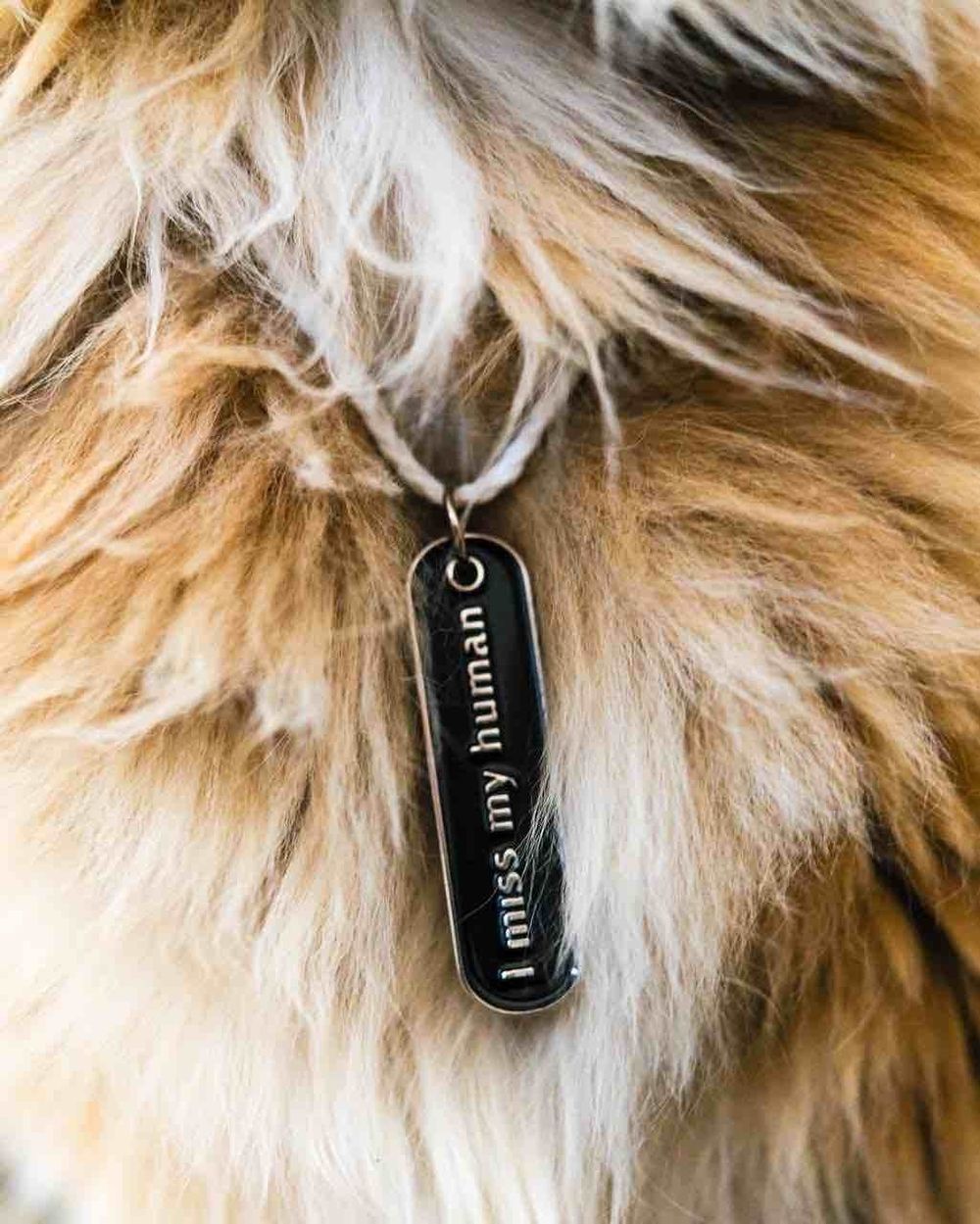 Dogtag Underdog I miss my dog