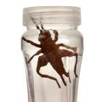 Лизун в ассортименте, банка С-45351