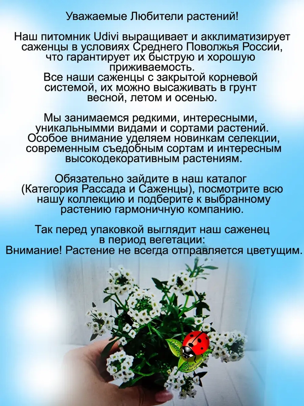 Алиссум Сноу Принцесс 2 вегетативный