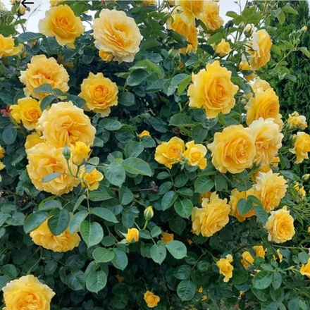 Sommergold (Соммерголд)