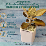 Kalanchoe Beharensis Fang (Каланхоэ)