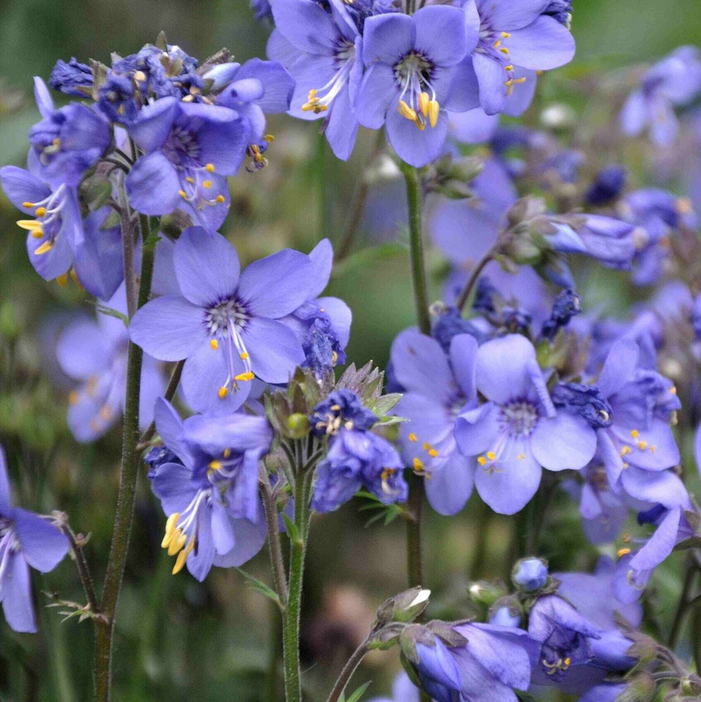 Синюха голубая. Polemonium caeruleum.