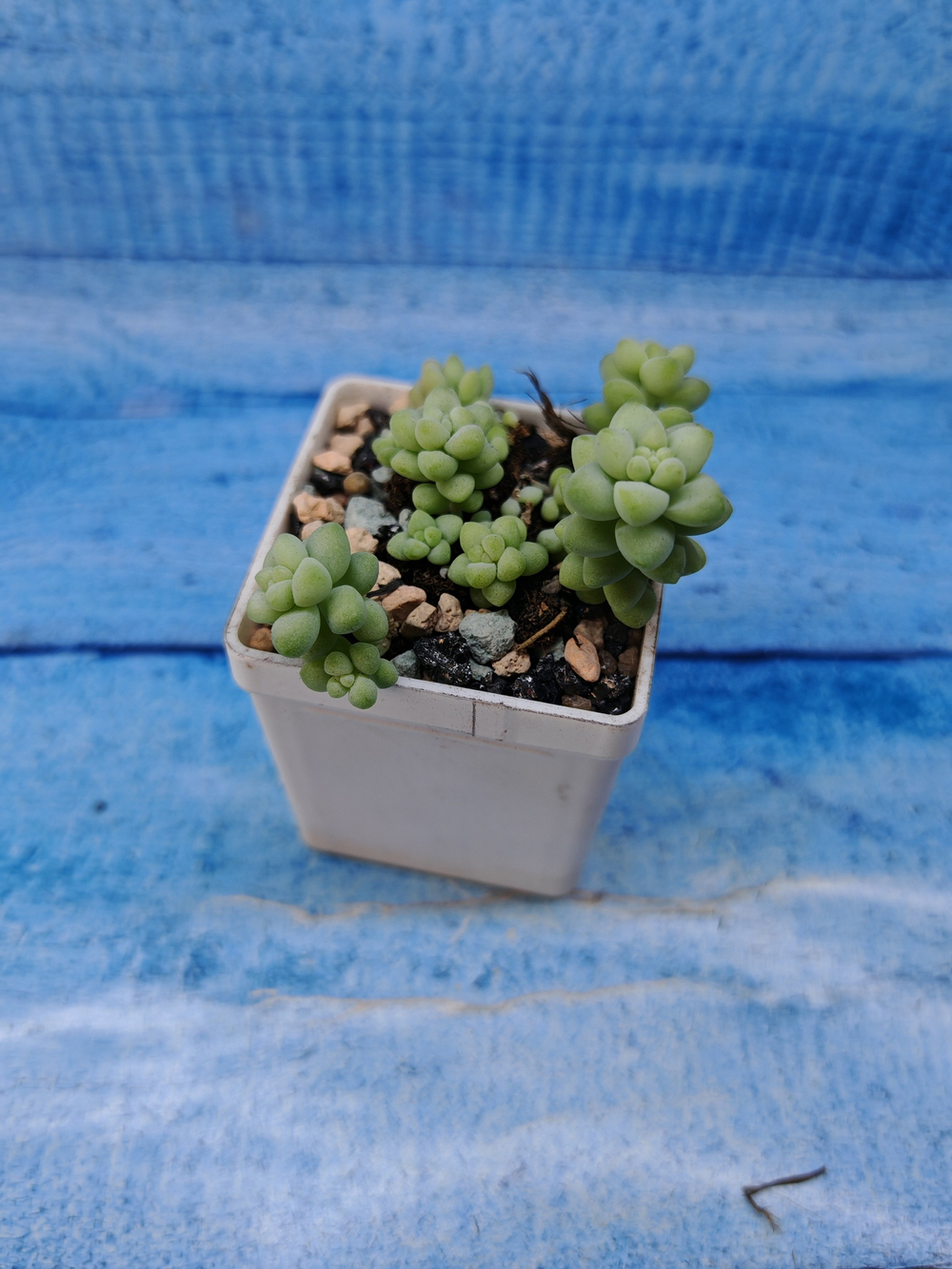 Sedum Burrito (Седум)