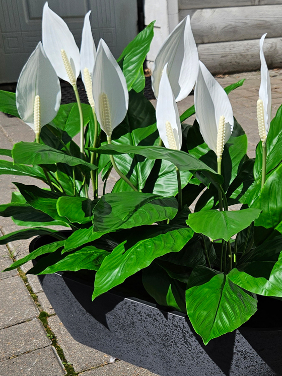 Искусственные цветы Спатифиллум 75см в кашпо Лофт