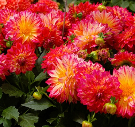 Георгина Hypnotica Tropical Breeze ОКС Укорененный черенок. 1-10 марта