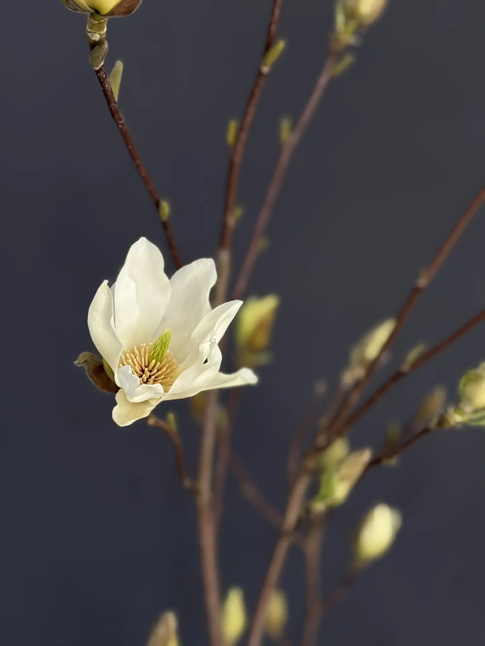 Ветка магнолии