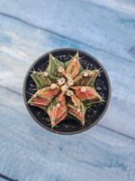 Gymnocalycium Variegata (Гимнокалициум Вариегатный)