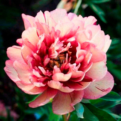 Пион Хиллари ИТО гибрид (горшок 5л)