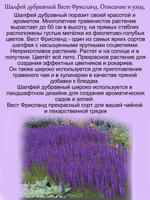 Шалфей Вест Фрисланд Сальвия многолетний