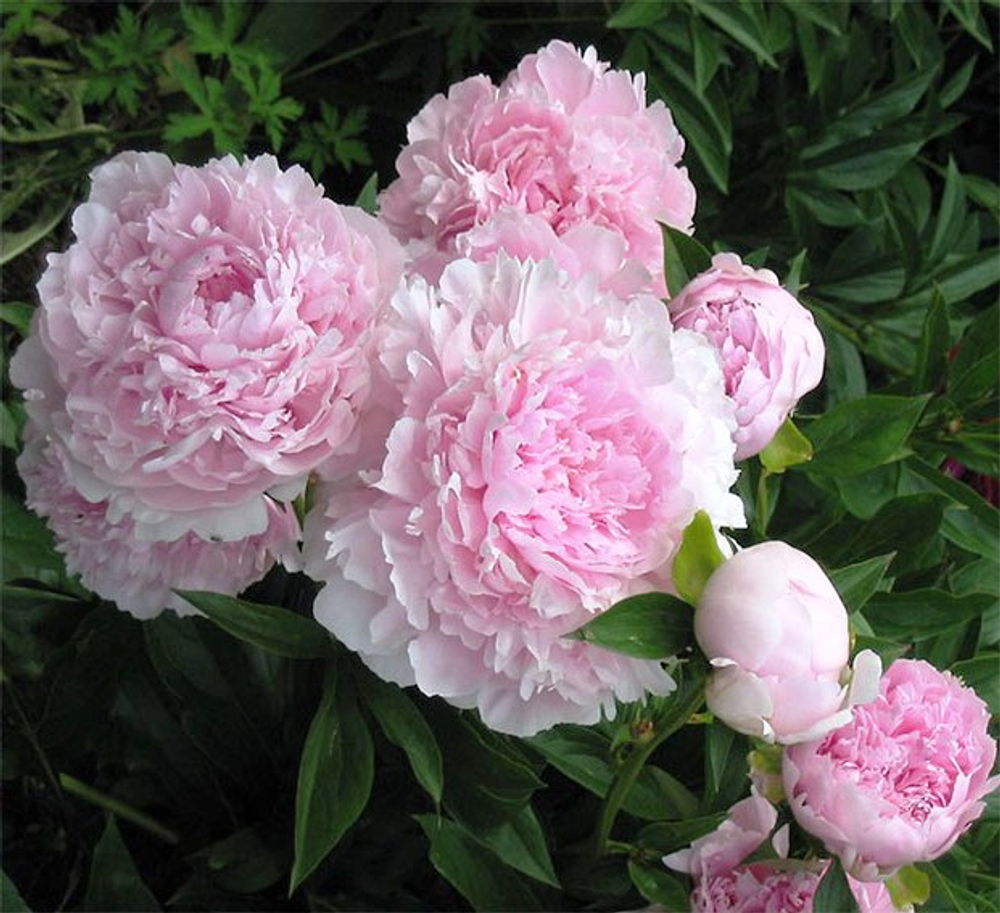 Пион Альберт Крусс