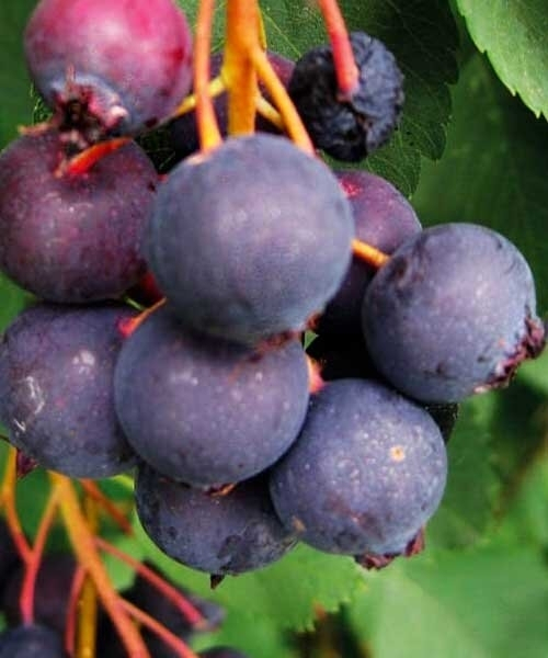 Ирга Ханивуд