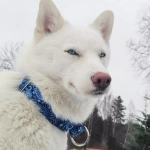 дизайнерский ошейник 40 мм с принтом для средних и крупных собак