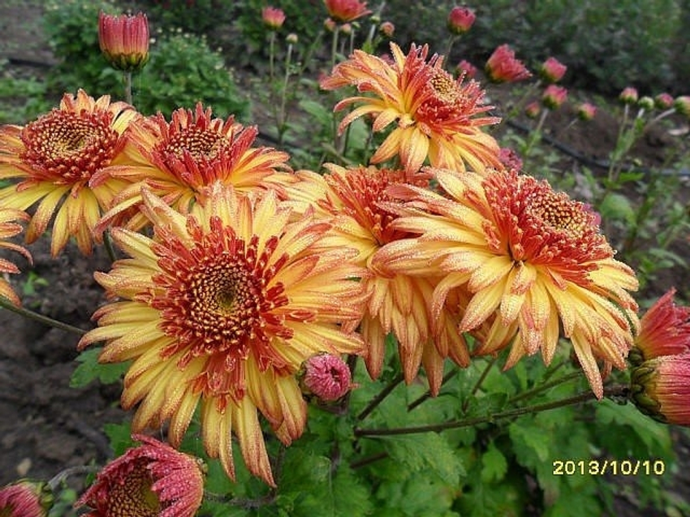 Хризантема корейская Бенгальские огни