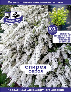 Саженец, Спирея, Серая