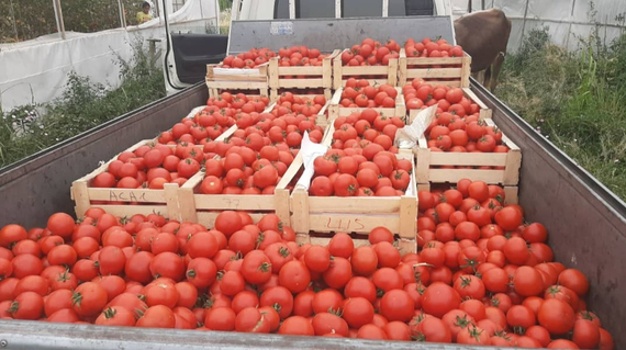 Аламина F1 семена томата индетерминантного Rijk Zwaan  Райк Цваан - семена купить оптом – фото 15