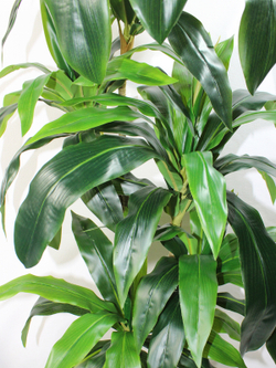 Искусственное растение драцена Джанет зеленая 140 см в высоком круглом белом кашпо