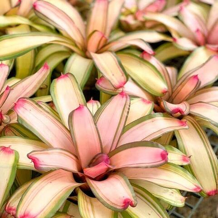 Неорегелия PETE FIRECRACKER