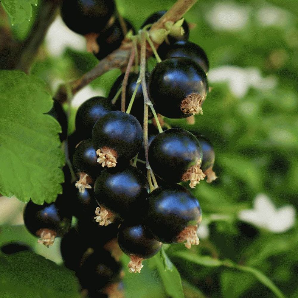 Чёрная смородина и жасмин (Black Currant and Jasmine)