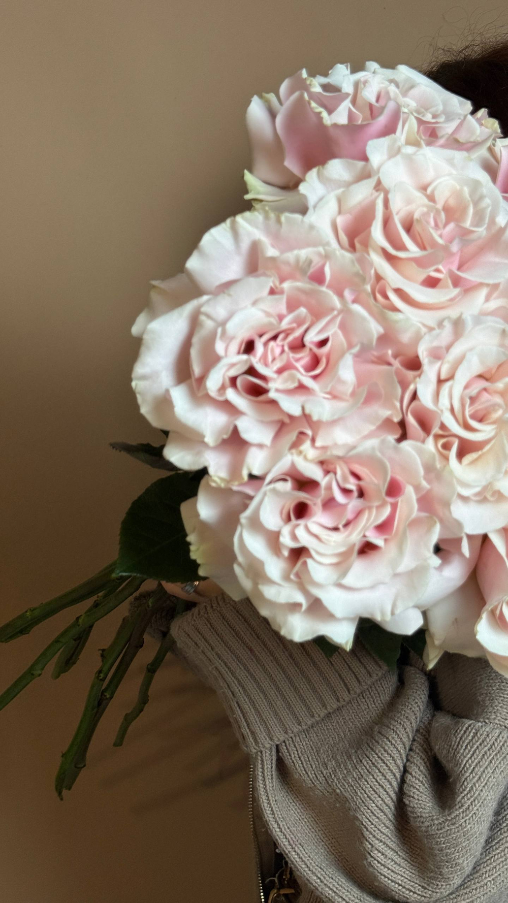 Охрана французских роз сорта pink mondial 10 шт