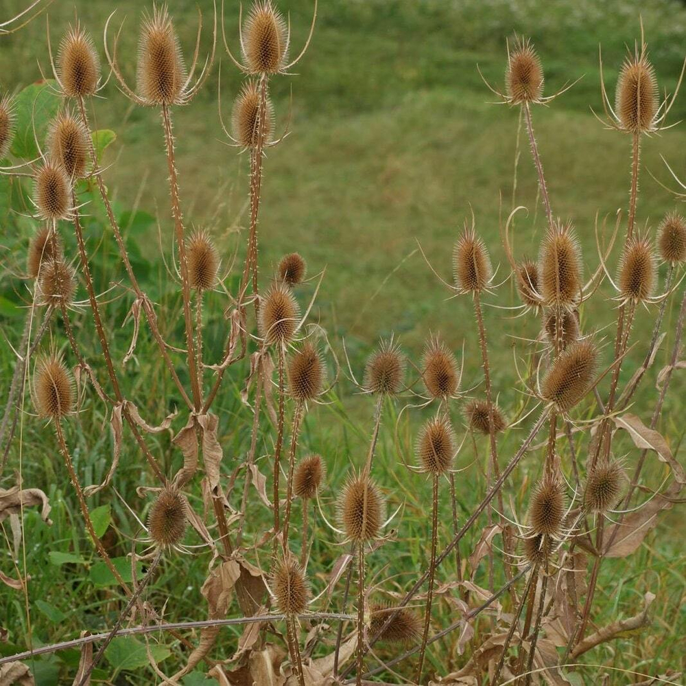 Ворсянка. Dipsácus fullonum.