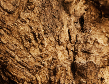 Олива Олден на толстом стволе 270 см