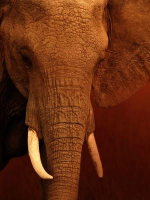 Наклейка интерьерная на холодильник Слон и солнце