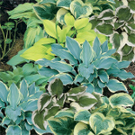 Хоста в ассортименте С2