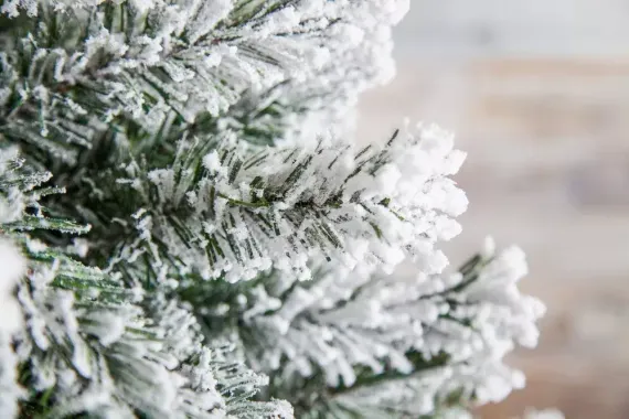 Ель Атлантида заснеженная 260 см., мягкая хвоя, Black Box (74345)