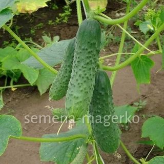Огурец Маша (250 семян)