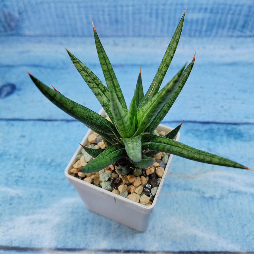 Sansevieria Francisii (Сансевиерия)