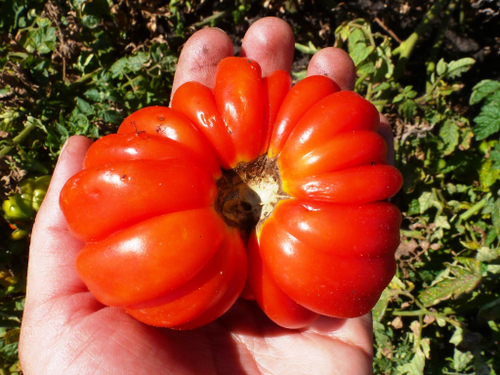 Помидоры Beauty Lottringa - Лотарингская Красавица