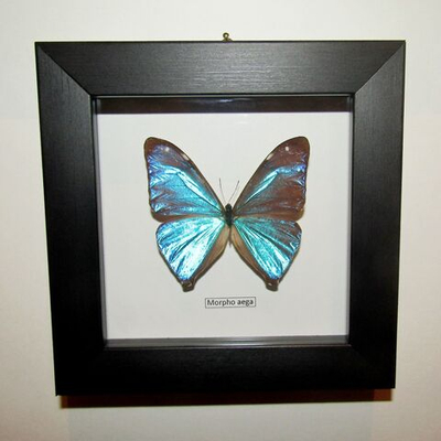 Бабочка Morpho aega в рамке