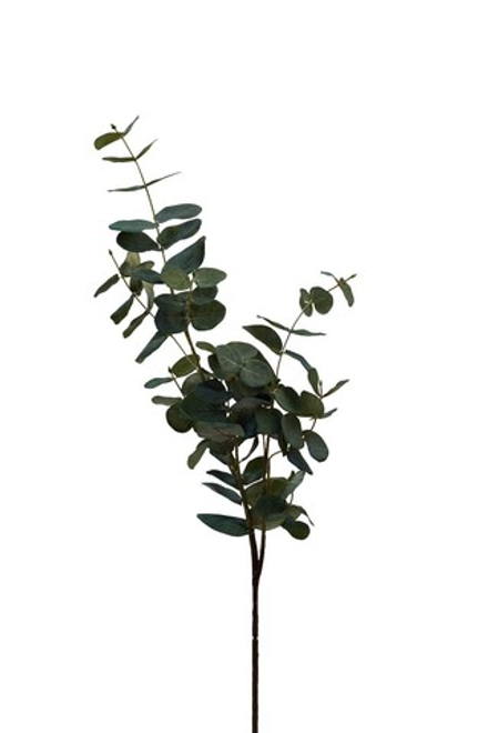 Листья эвкалипта